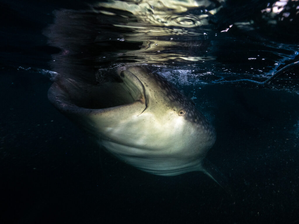 Swimming with Whale Sharks in Indonesia: a Photo Story
