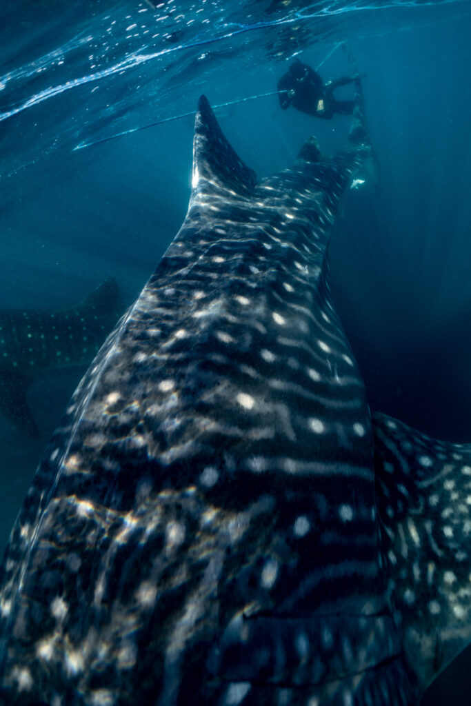 Swimming with Whale Sharks in Indonesia: a Photo Story