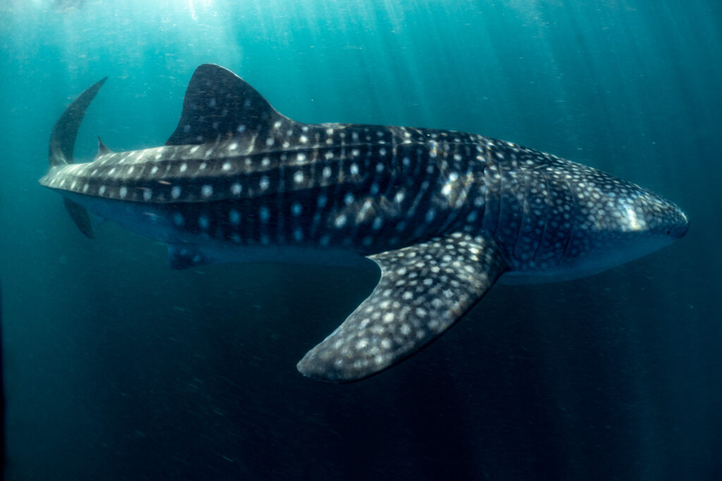 Swimming with Whale Sharks in Indonesia: a Photo Story