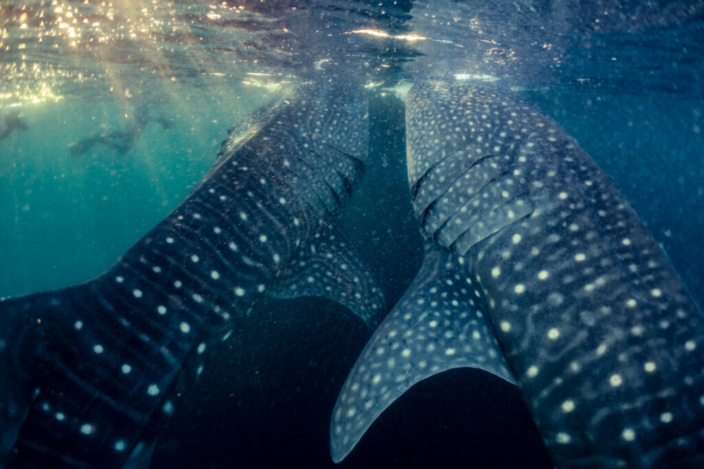 Swimming with Whale Sharks in Indonesia: a Photo Story
