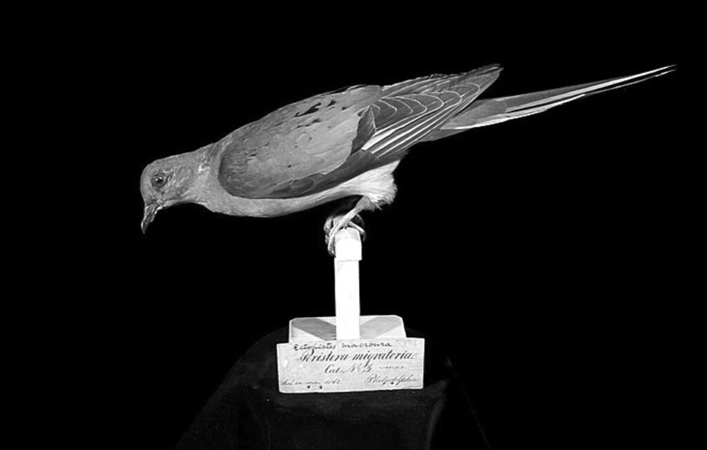 Why Passenger Pigeons were important