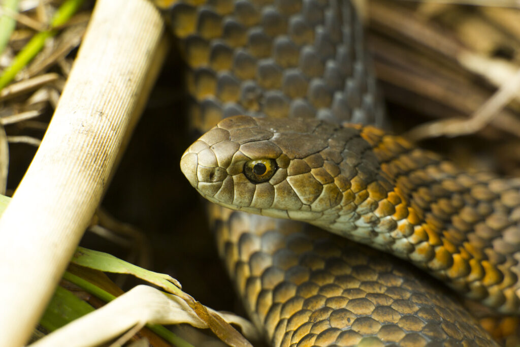 Leica Noctivid & the Great Ocean Road. Lowland Copperhead Snake
