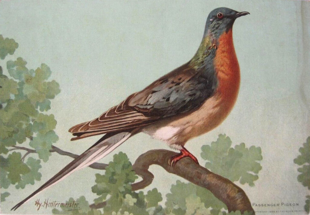 Why Passenger Pigeons were important