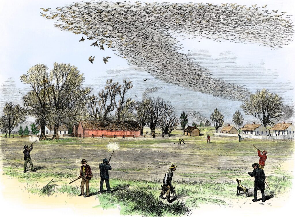 Why Passenger Pigeons were important