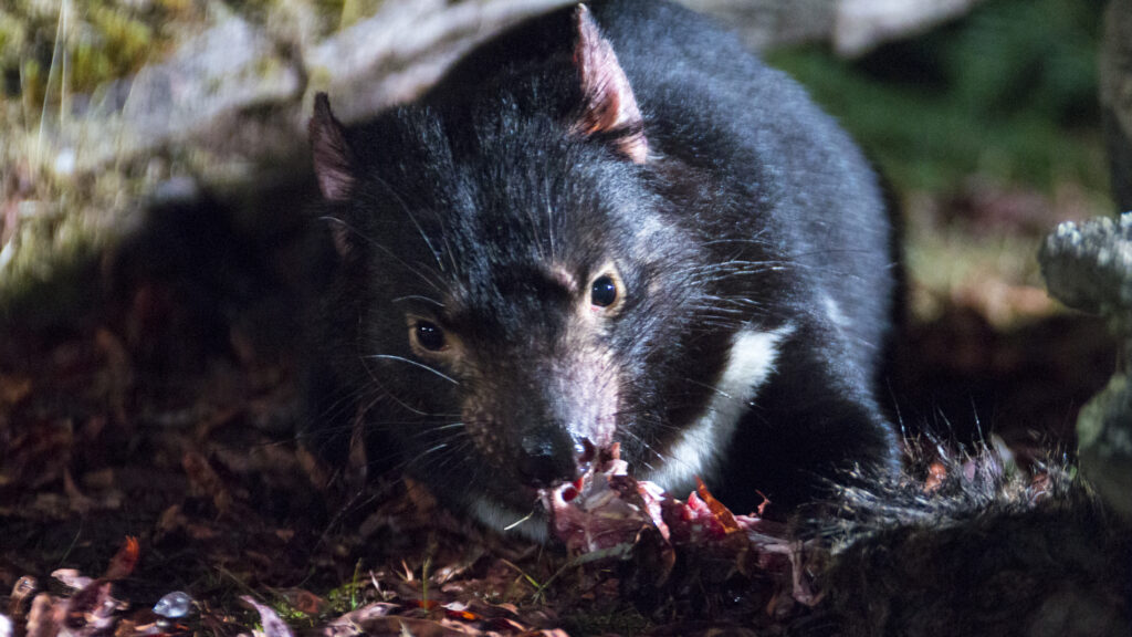 Tasmanian Devil. Animals are not the Icing on the Cake
