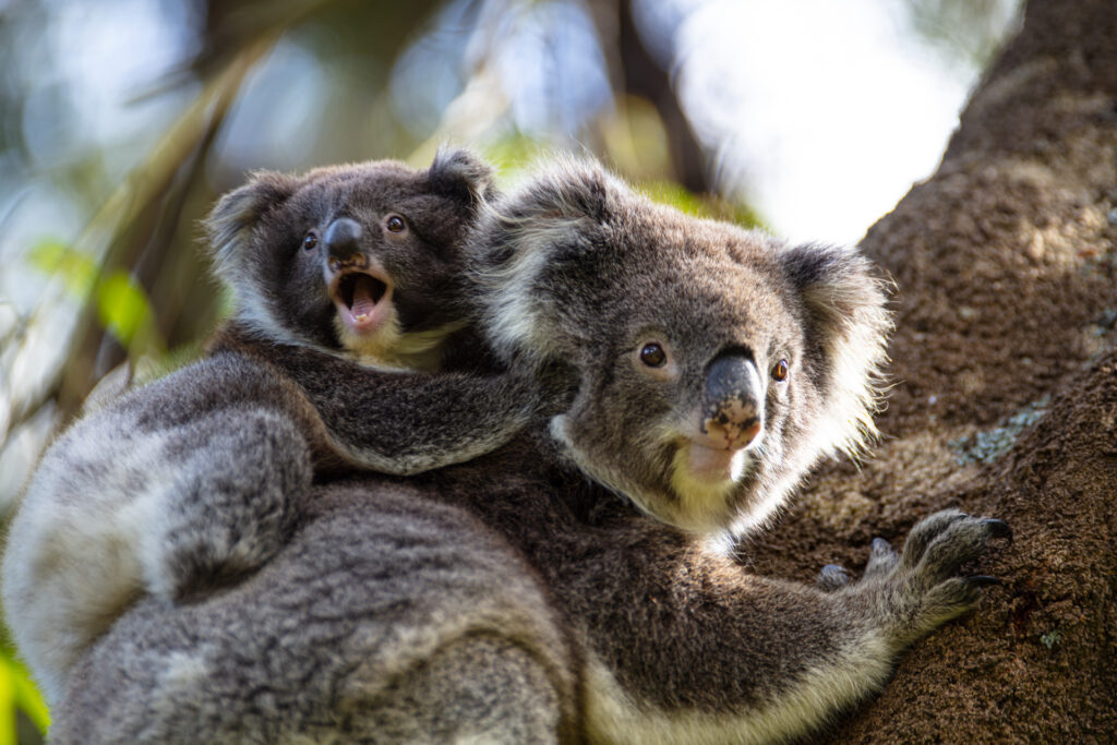 Leica Noctivid & the Great Ocean Road. A mother and joey koala were very confiding. We settled in to watch them for a while.