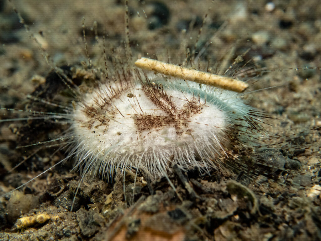 Five reasons why sea urchins are important