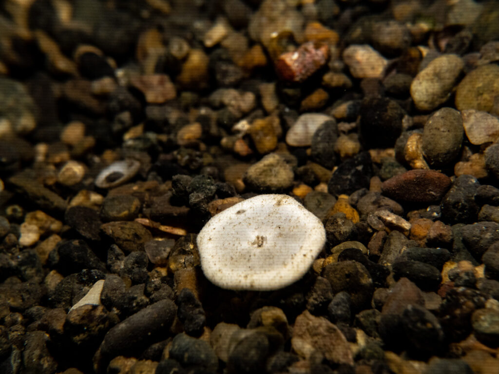 Five reasons why sea urchins are important