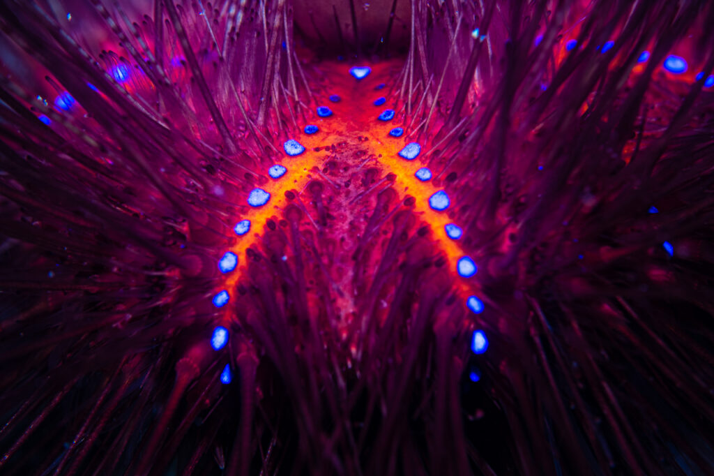 Five reasons why sea urchins are important