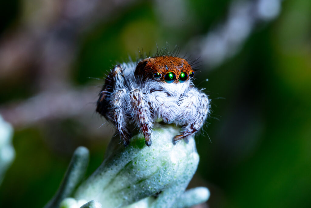 Leica Noctivid & the Great Ocean Road. White-haired Peacock Spider