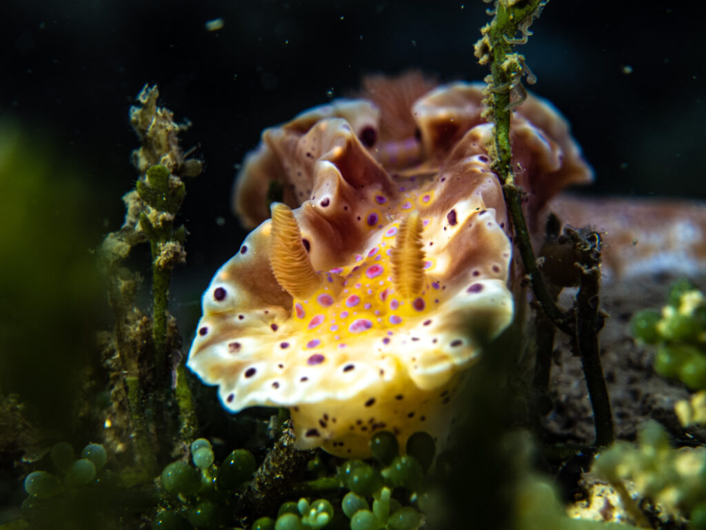 Snorkel with seahorses in Melbourne and lessons in wellness