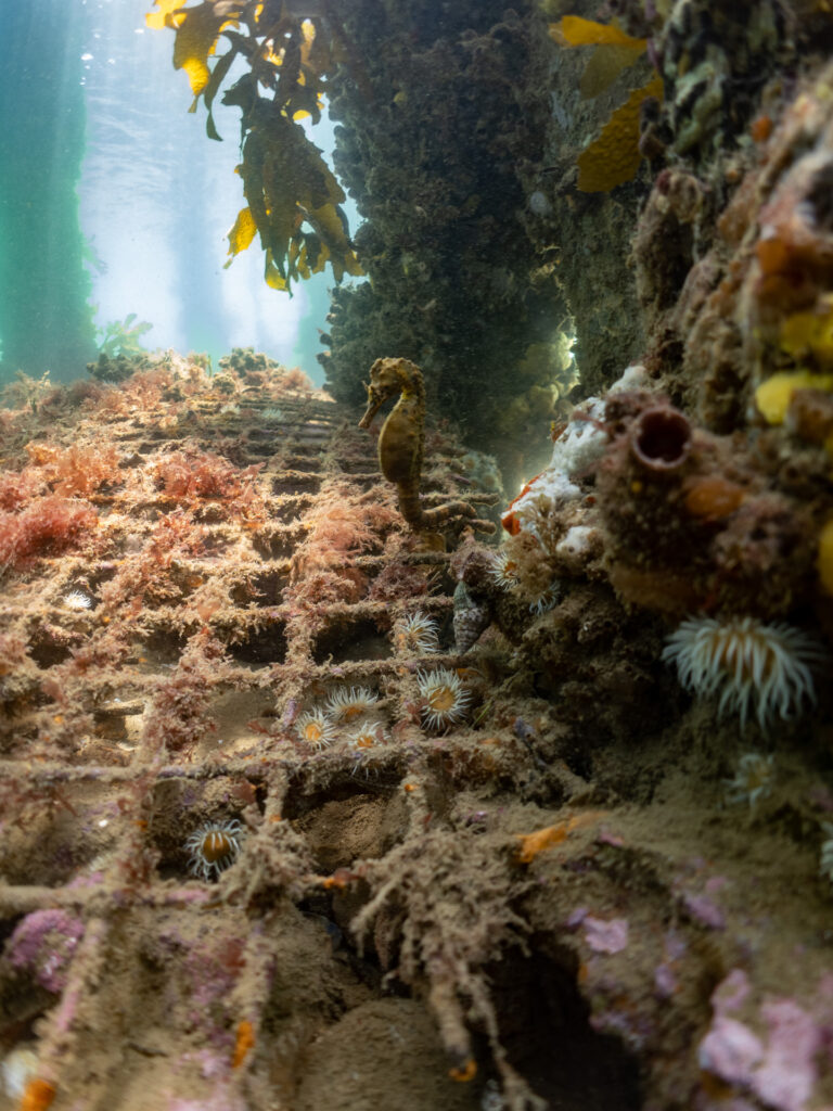 Snorkel with seahorses in Melbourne and lessons in wellness