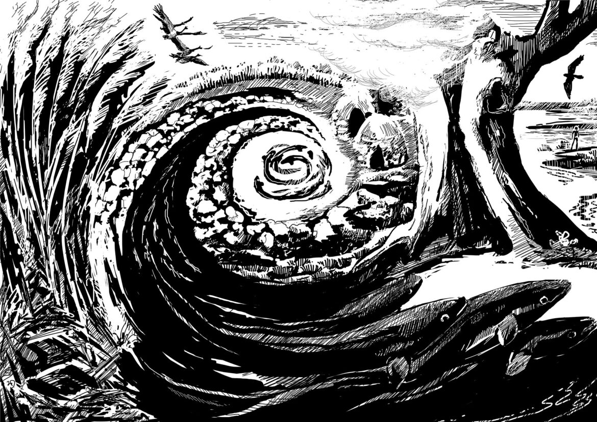An entire nation survived for thousands of years by amplifying the positive impact of short-finned eel ecology on the landscape. In working with a super-abundant, migratory animal, the Gunditjmara were able to turn a landscape broken by a volcanic eruption, into a place where humans could thrive, due to the consequential wealth of wildlife that concentrated around this activity. Image by Simon Mustoe.