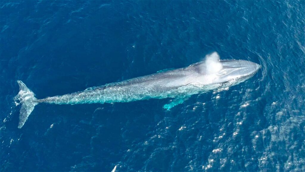 The ultimate prize of jumping on the Banda Wagon. Blue Whale encounters! 