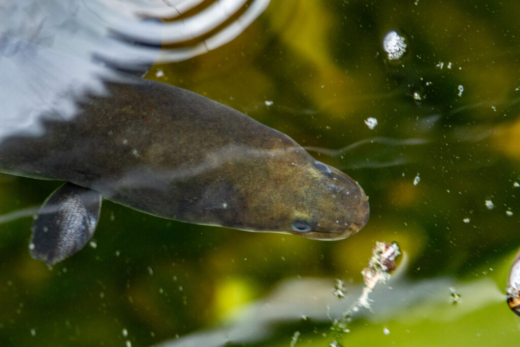 What is Budj Bim? A short-finned eel of Kooyong. 