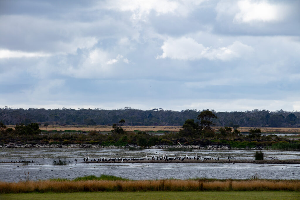 What is Budji Bim? Visitors will be taken aback by the number of birds. But this is only a fraction of what would have existed. Australian Bustards are extinct. Red-tailed Black Cockatoos are critically endangered. Magpie Geese have disappeared and wetland birds like Brolgas are much depleted. There are plans to restore these populations. 