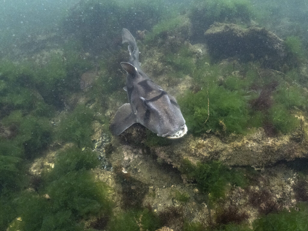 Port Jackson Sharks in Melbourne
