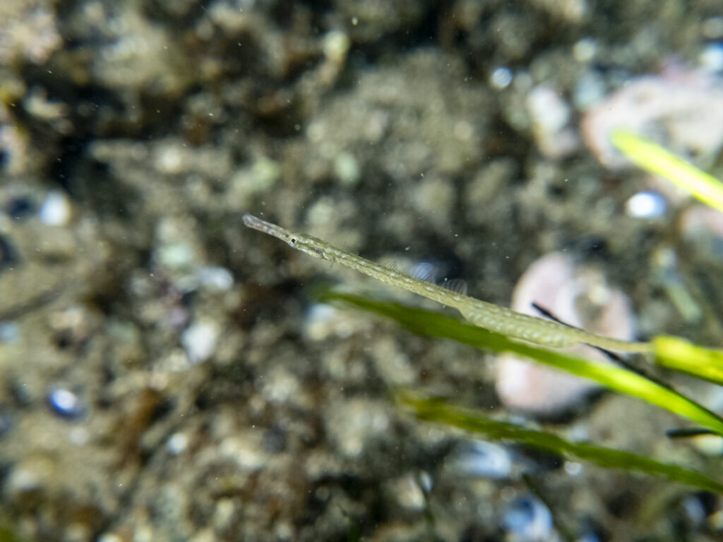 Quiet Corner Snorkel, Clingfish & Pipefish