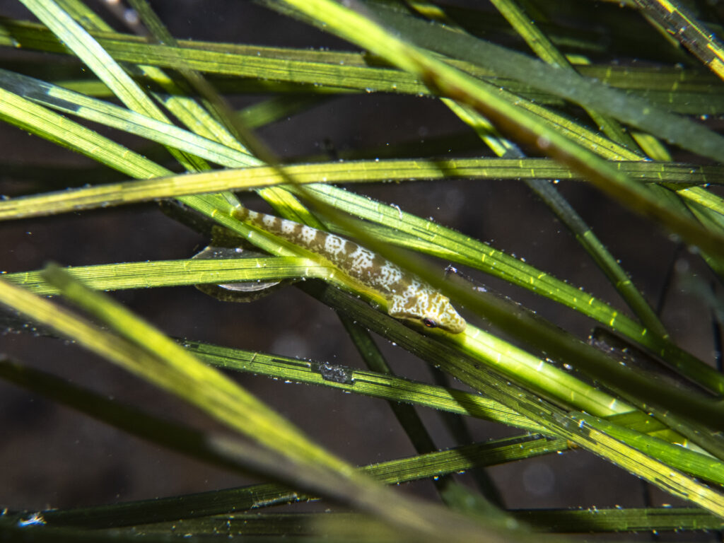 Quiet Corner Snorkel, Clingfish & Pipefish