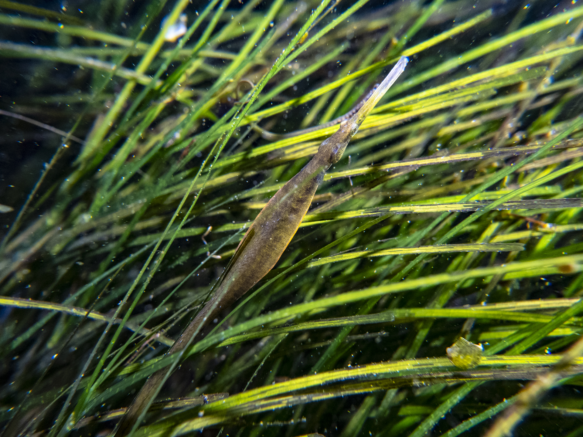 Widebody Pipefish