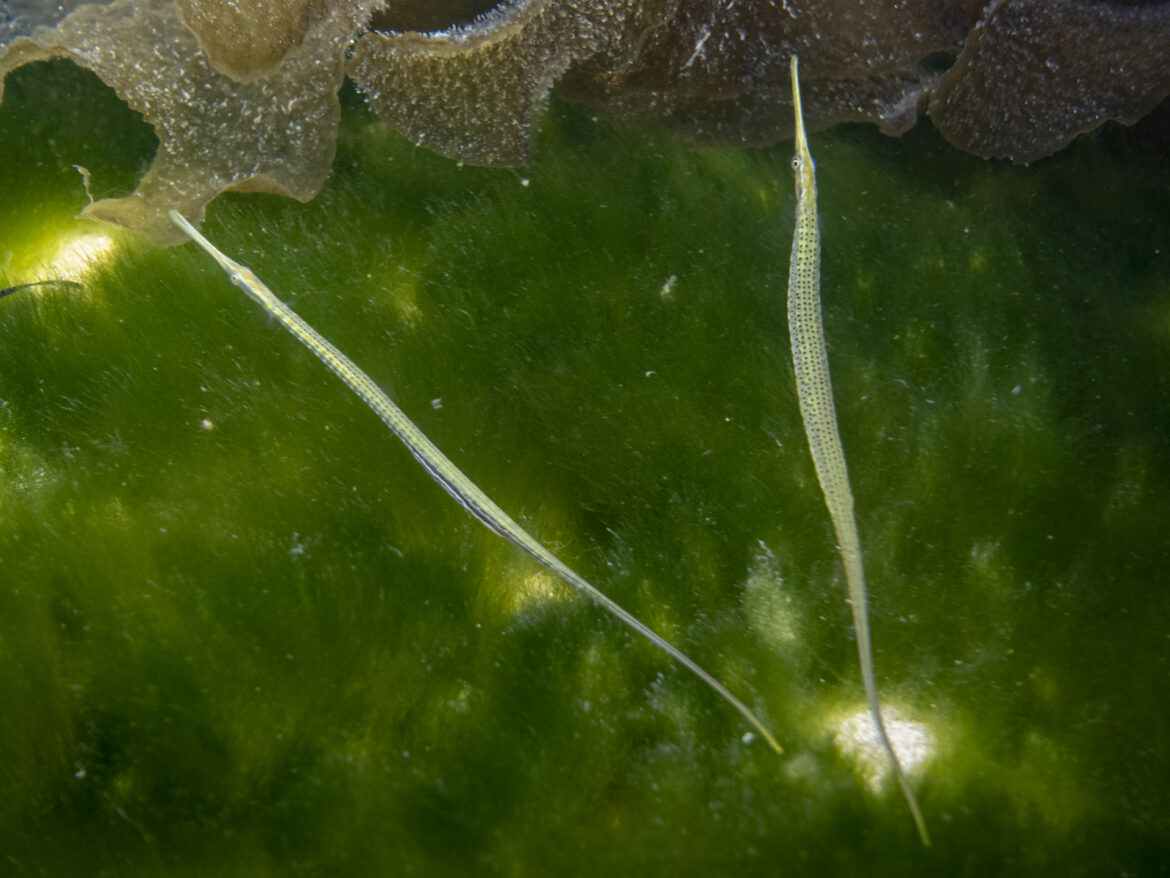 spotted_pipefish