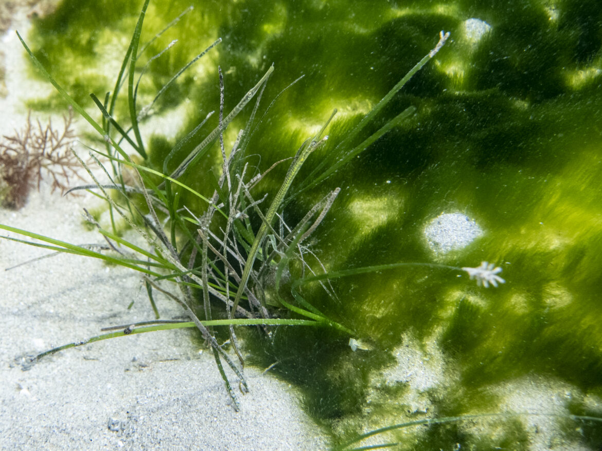 spotted_pipefish-2