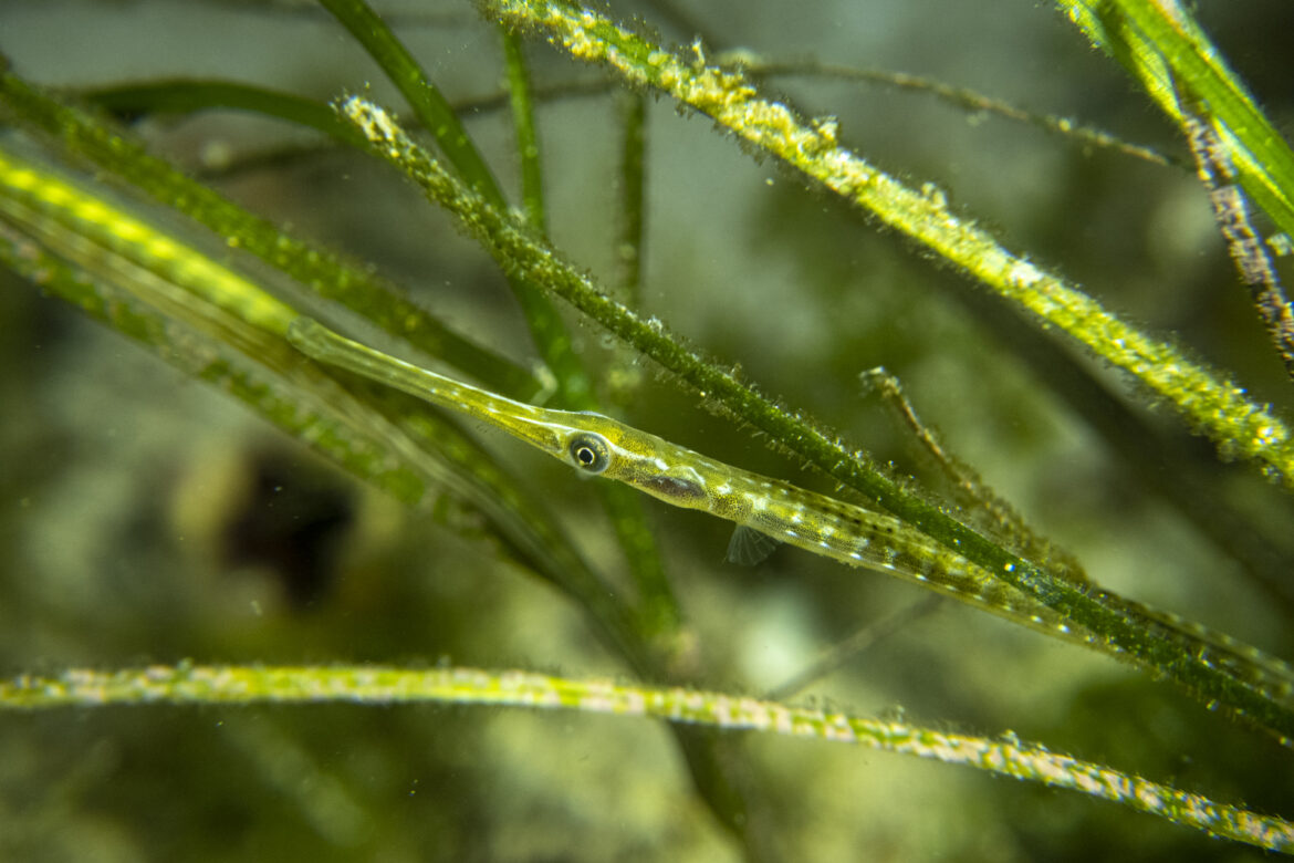 spotted_pipefish-3