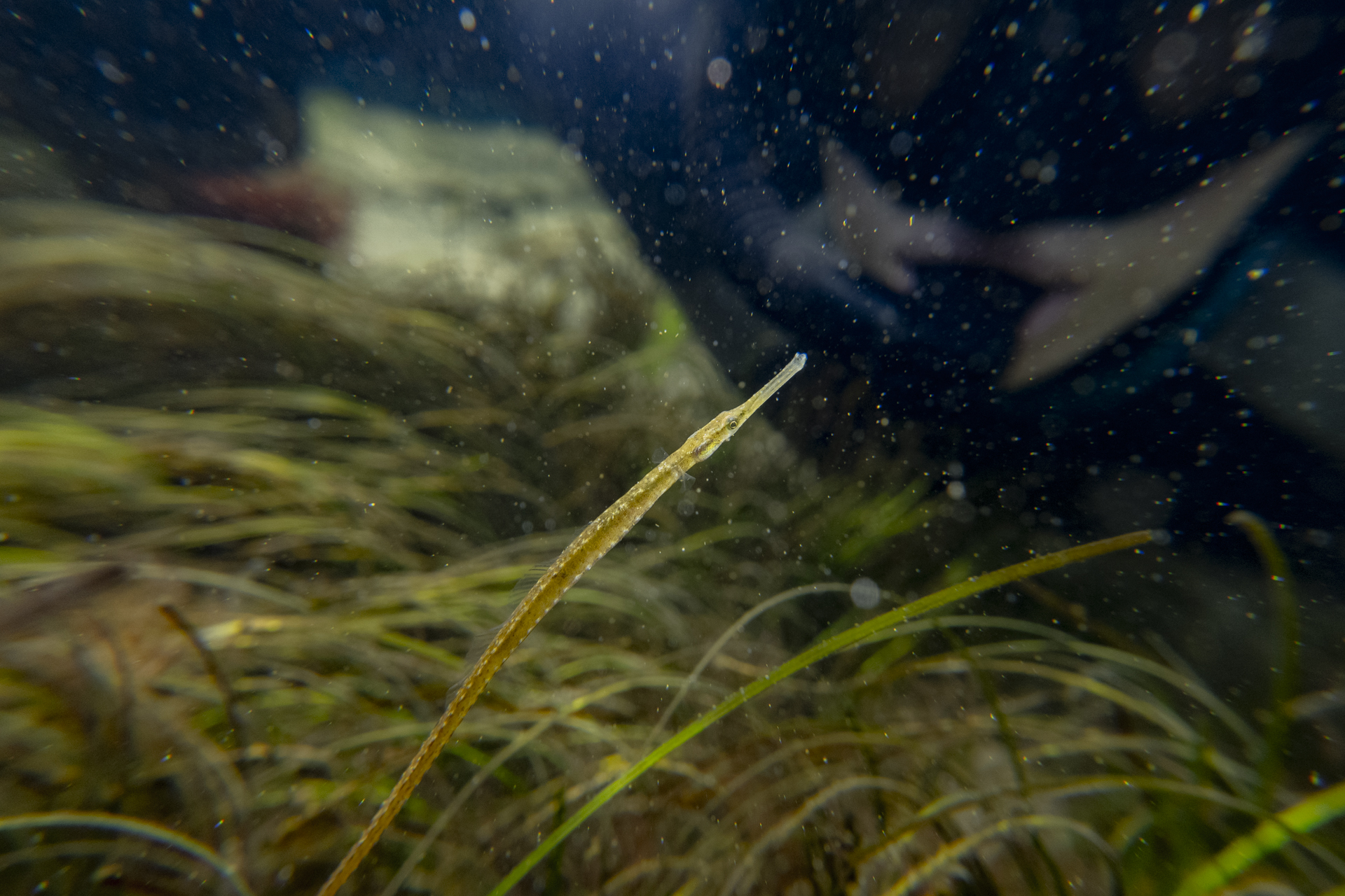 widebody_pipefish-2
