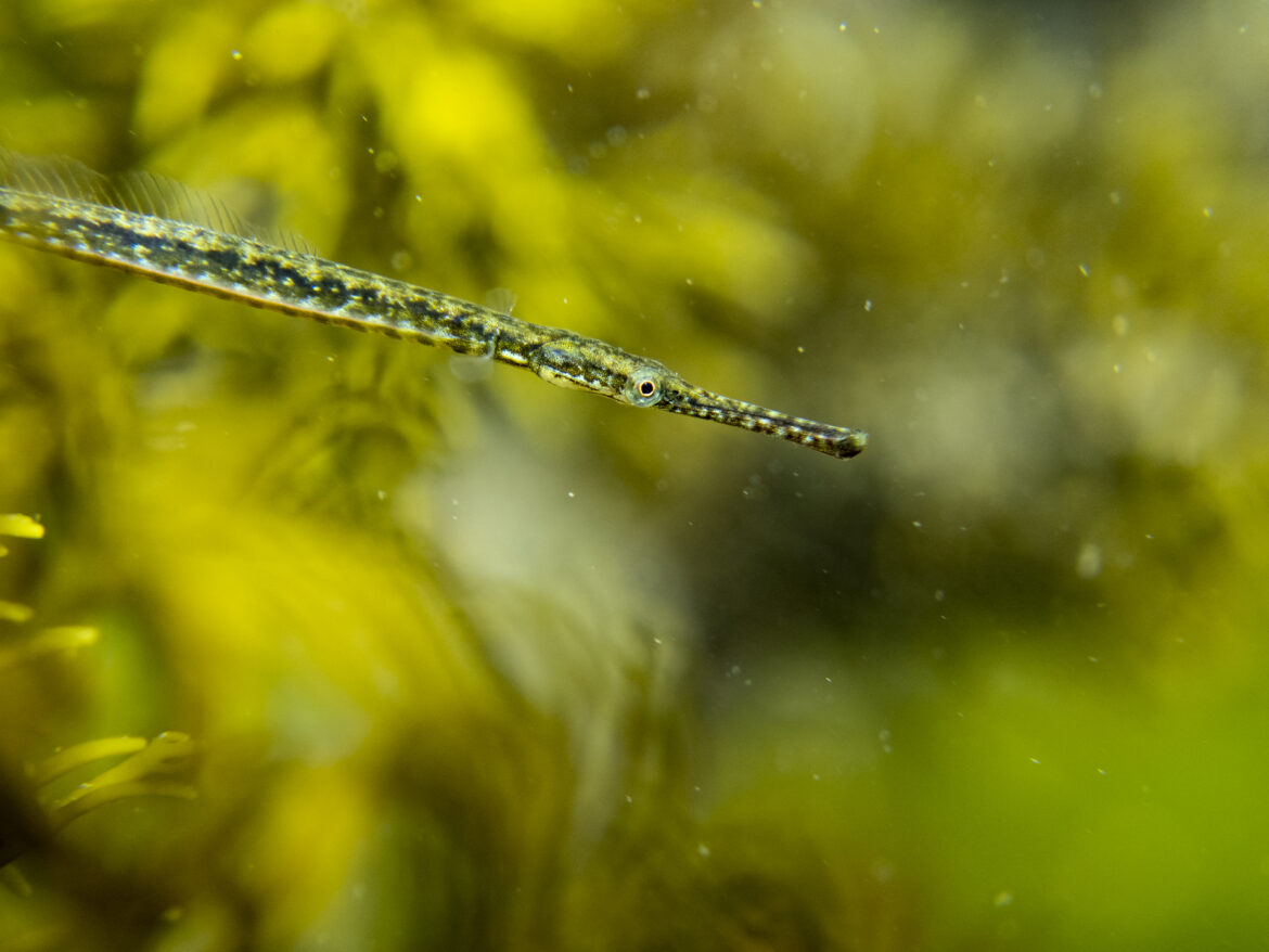 widebody_pipefish-3