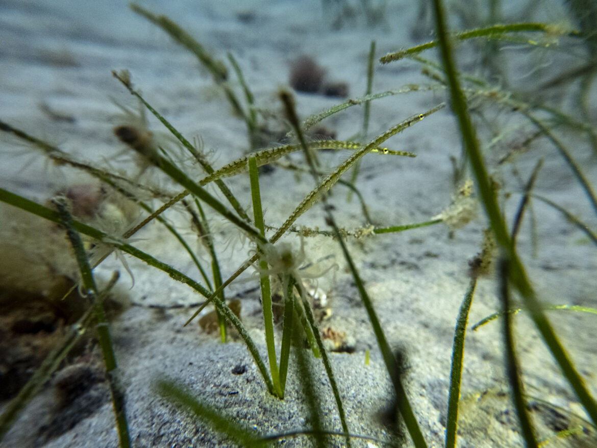 widebody_pipefish-4