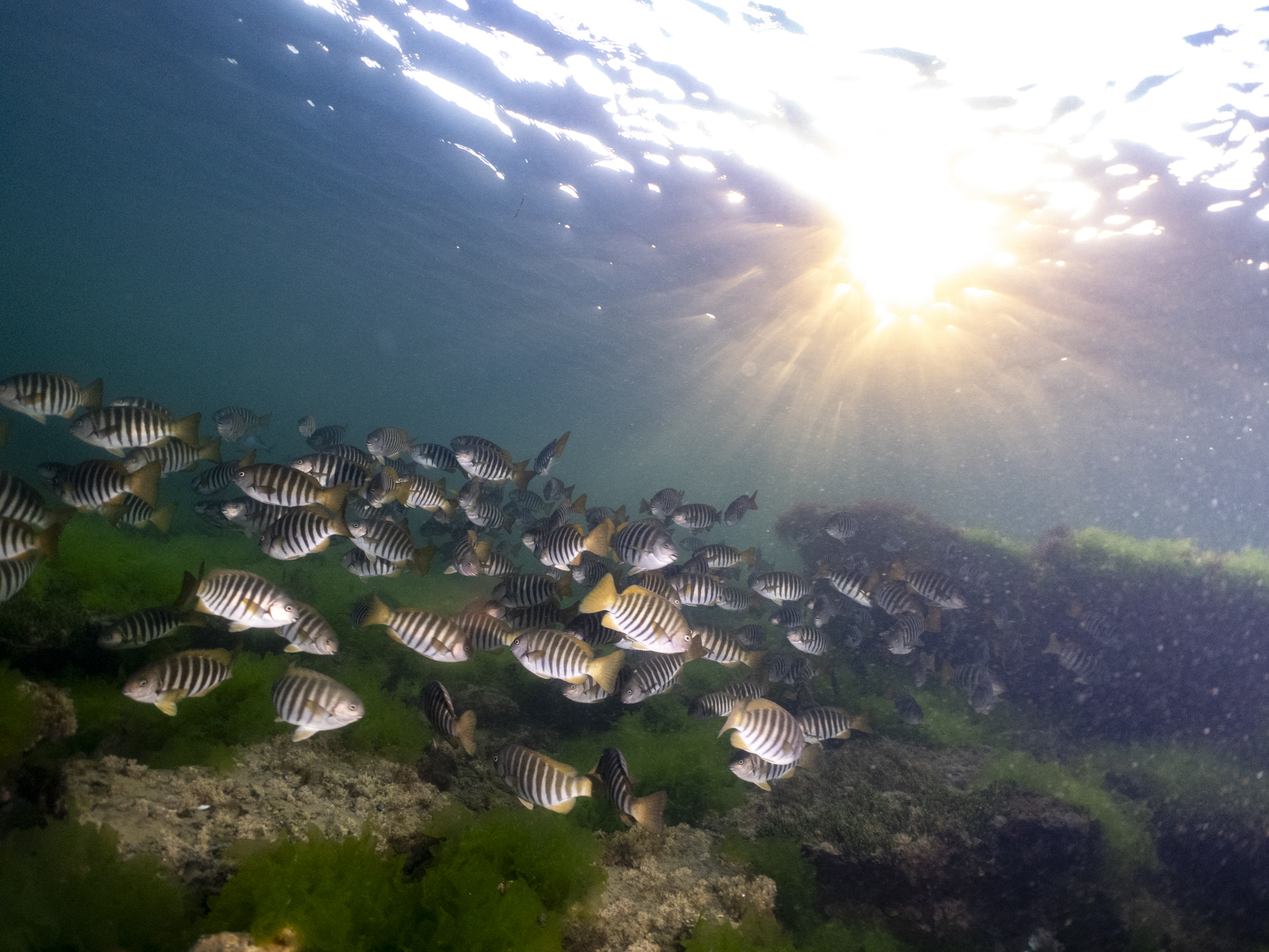 ricketts-21 Zebra Fish at Sunrise over Teahouse Reef