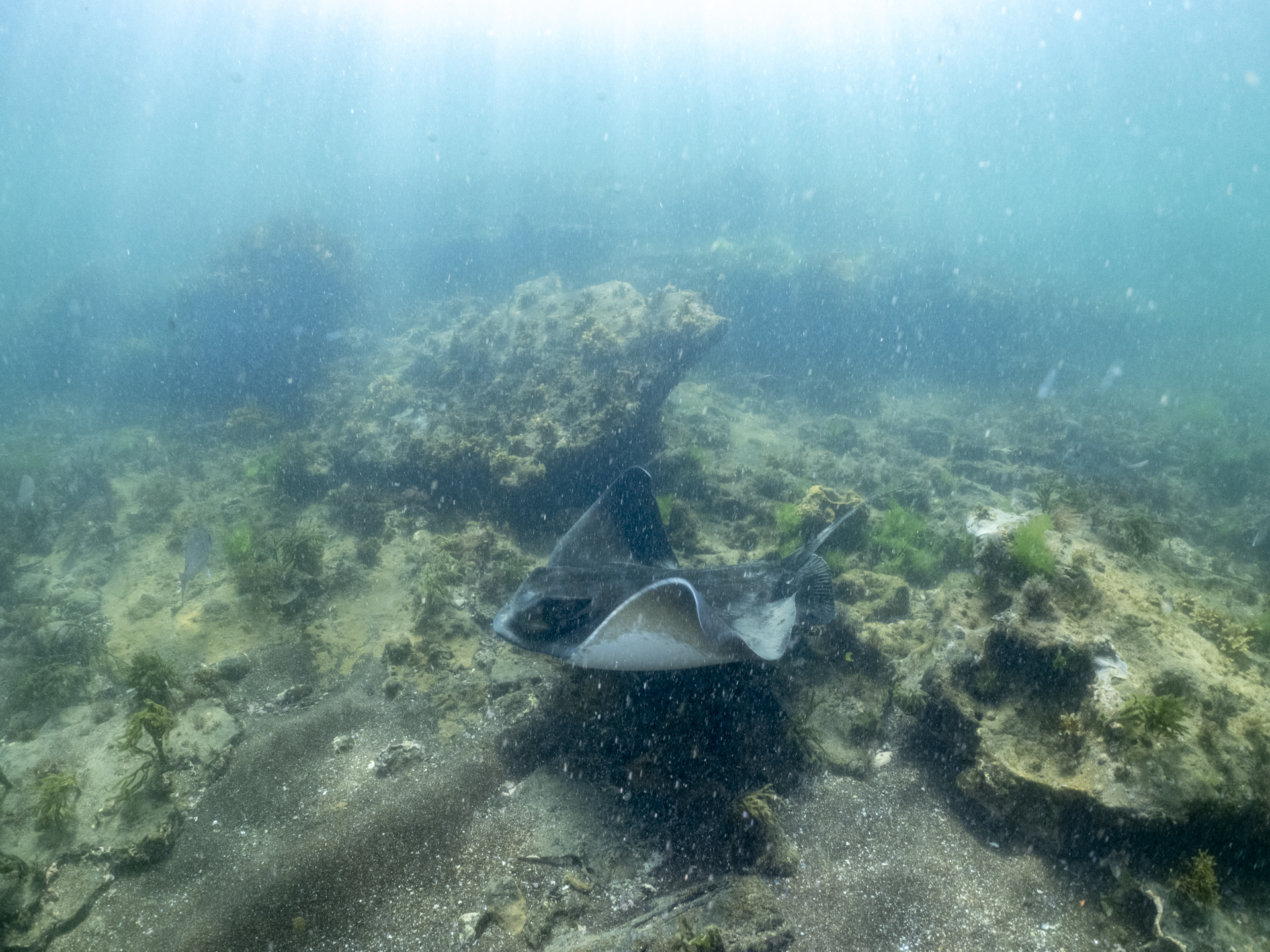 ricketts-27 Southern Eagle Ray, Port Phillip Bay.