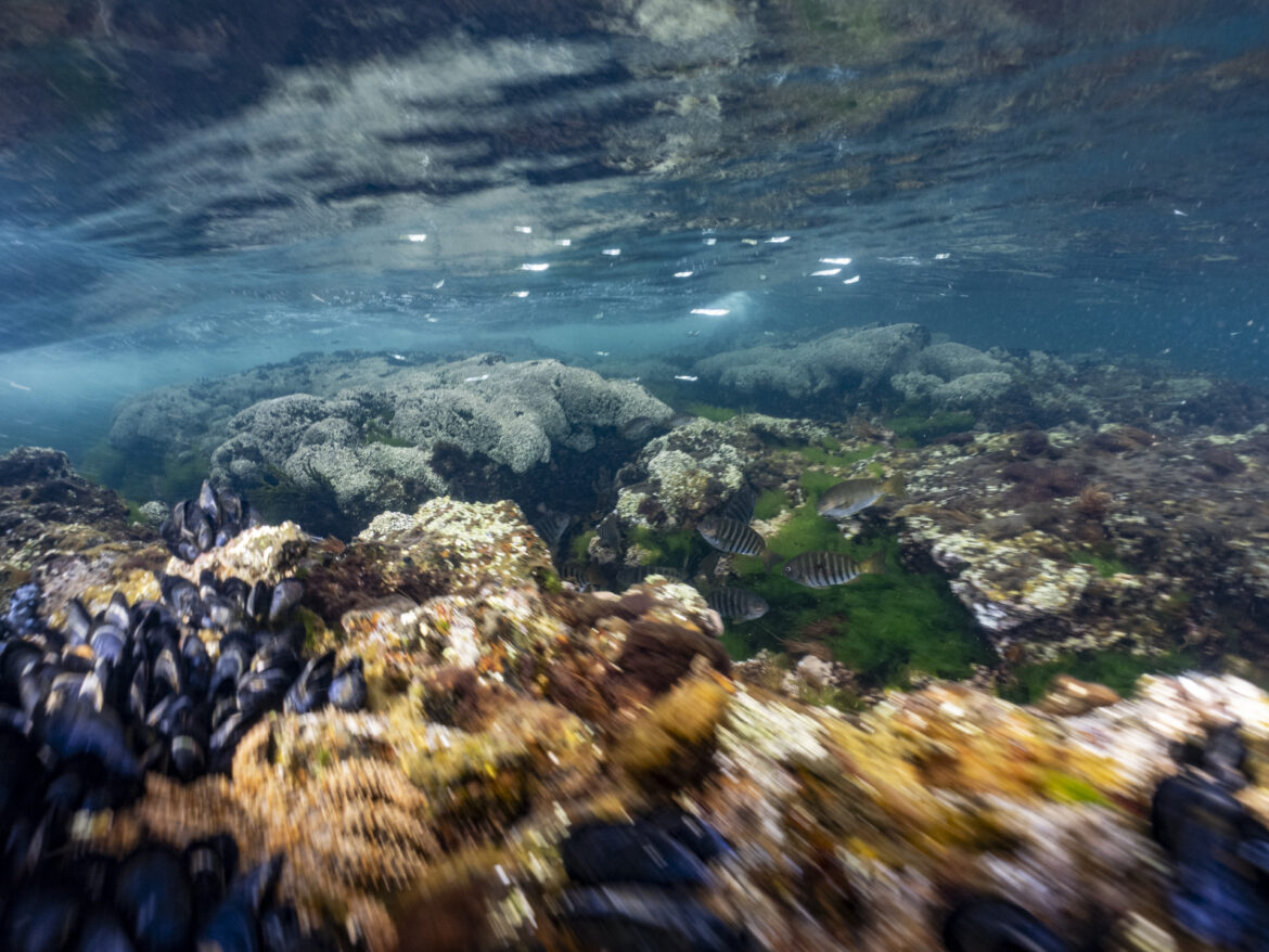 Zebrafish among the waves at Quiet Corner, Ricketts Point Marine Park