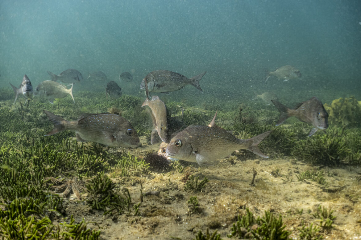 Snapper feeding on sea urchins at Ricketts Point