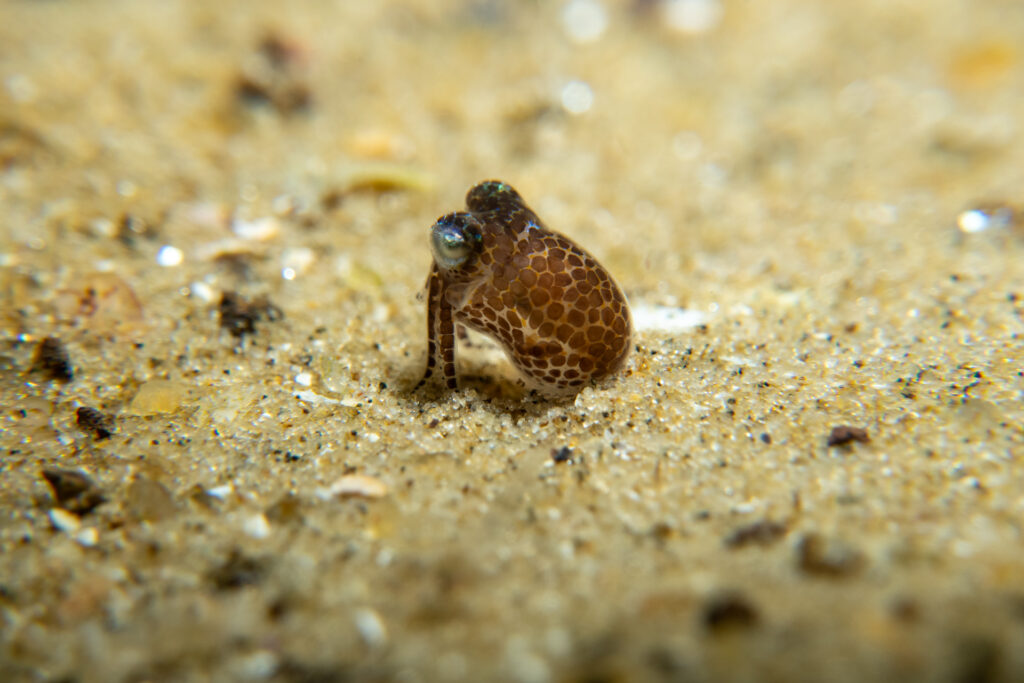Southern Bobtail Squid at Quiet Corner, Ricketts Point Marine Park