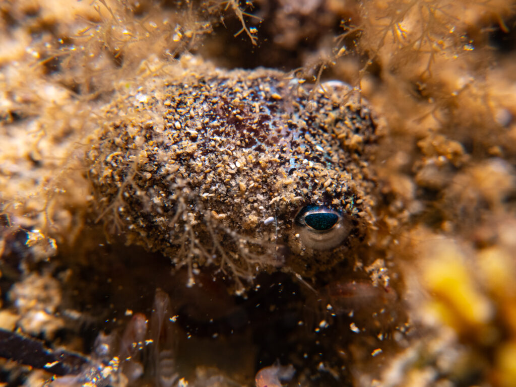 Southern Bobtail Squid at Quiet Corner, Ricketts Point Marine Park