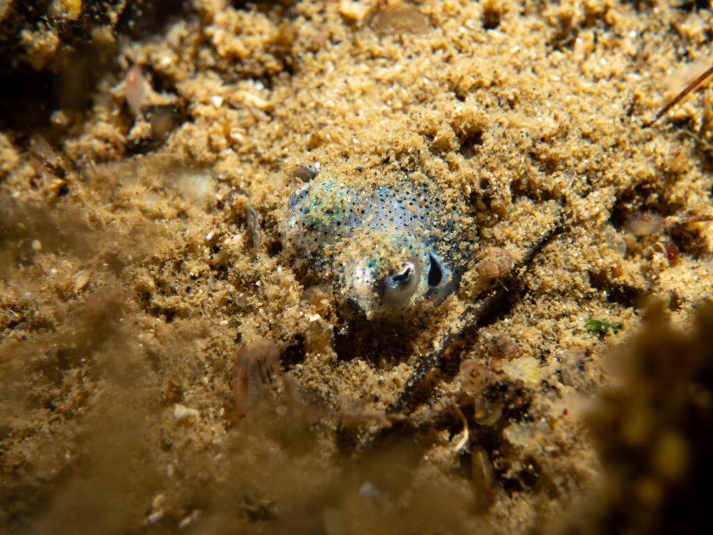 Southern Bobtail Squid at Quiet Corner, Ricketts Point Marine Park