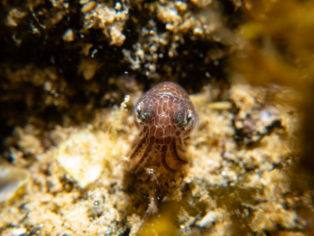Southern Bobtail Squid at Quiet Corner, Ricketts Point Marine Park