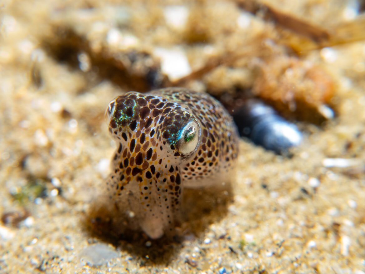 Southern Bobtail Squid at Quiet Corner, Ricketts Point Marine Park