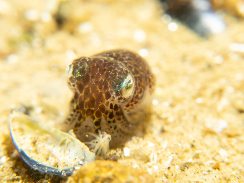 Southern Bobtail Squid at Quiet Corner, Ricketts Point Marine Park