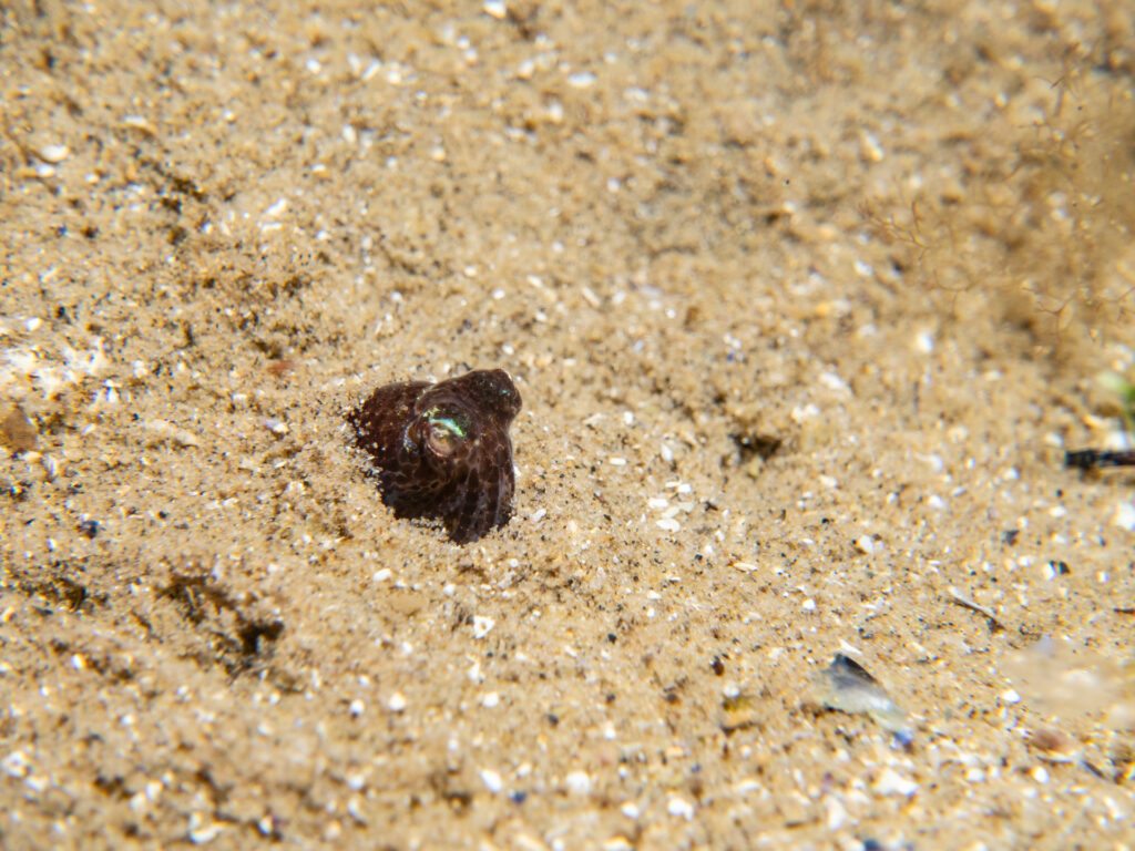 Southern Bobtail Squid at Quiet Corner, Ricketts Point Marine Park