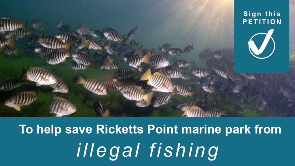 Save Ricketts Point & Quiet Corner Snorkel
