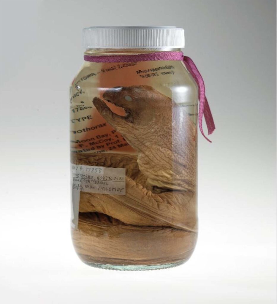 HOLOTYPE
| Museums Victoria
Photographer: Staples, David. Southern Moray Gymnothorax austrinus was described in 2001 from a specimen collected in Melbourne in 1884 and has never been seen since.
