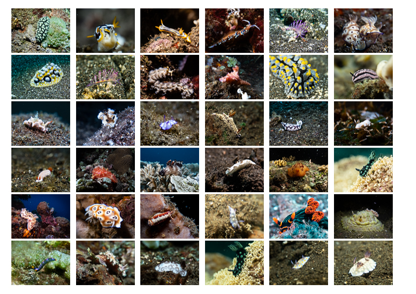A week diving at Teluk Karang Dive Resort in North Bali