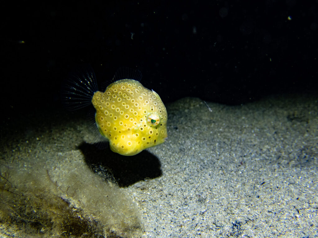 Night snorkel at Blairgowrie