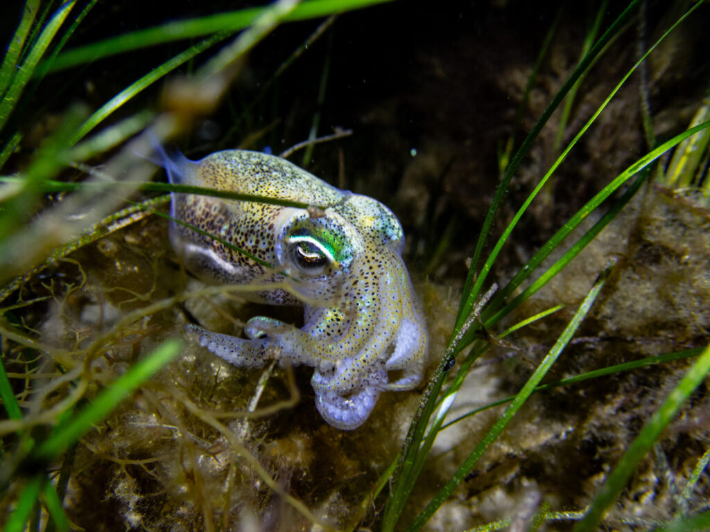 Night snorkel at Blairgowrie