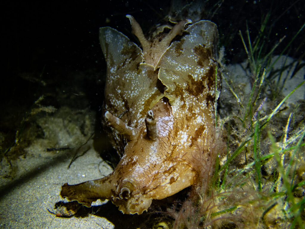Night snorkel at Blairgowrie