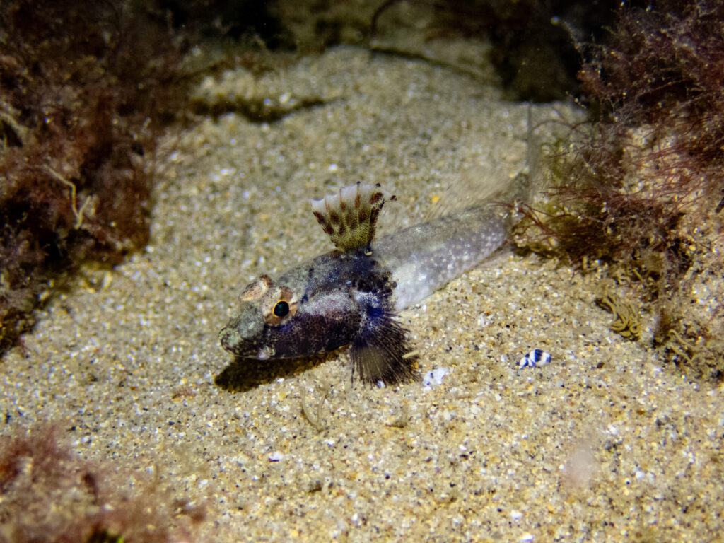 Night snorkel at Blairgowrie