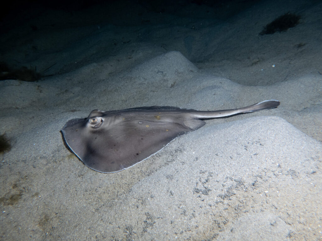 Night snorkel at Blairgowrie
