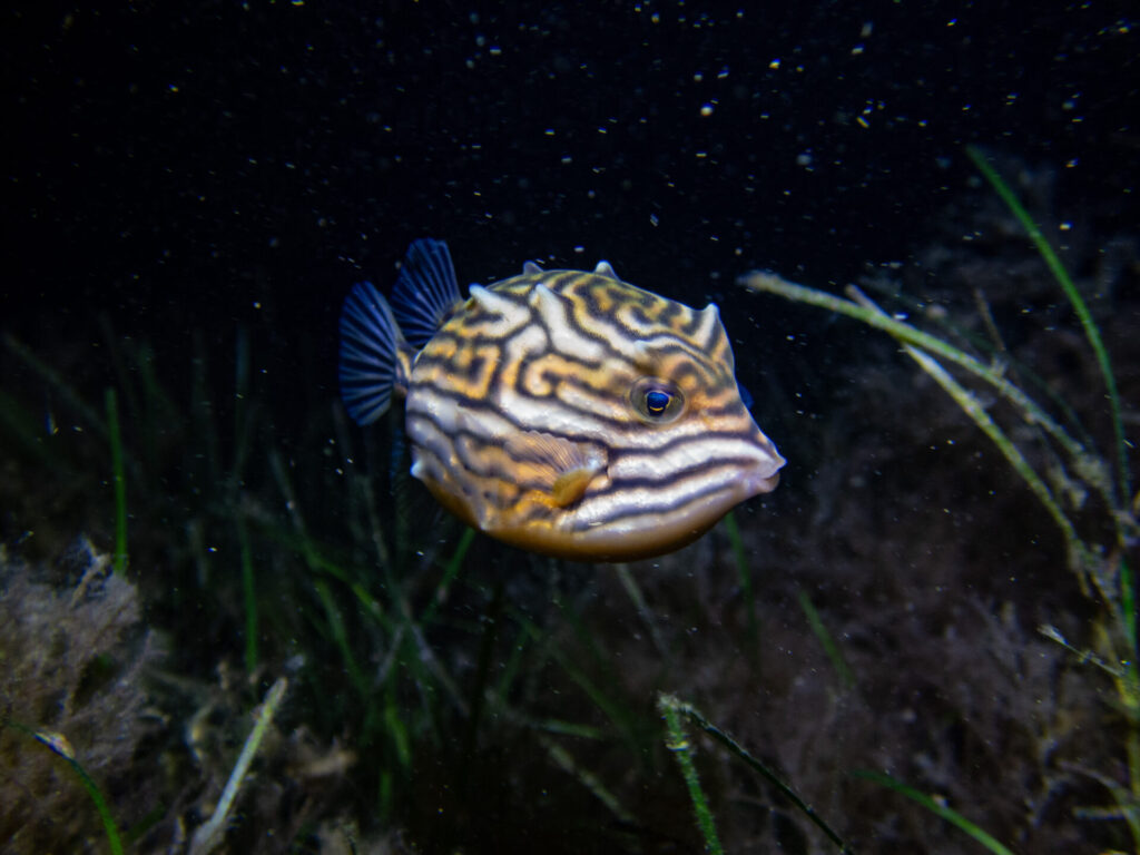 Night snorkel at Blairgowrie
